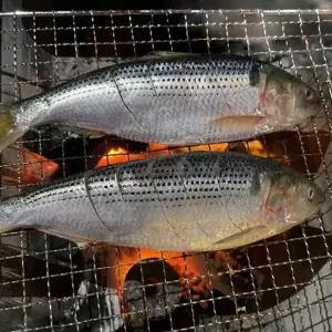 [셀러허브]남해 구이용 생물 전어 500g 4-7미 삼천포전어 남해전어 햇 전어 구이 여름전어 (S40006240)