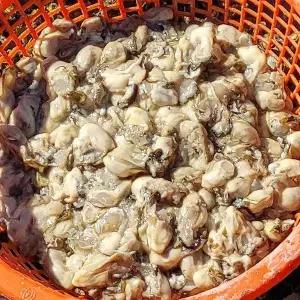 [셀러허브]고흥 자연산 돌 굴 1kg 70미내외 소굴 고흥굴 고흥 생굴 1kg 깐굴 햇굴 햇 생굴 (S43225173)