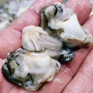 [셀러허브]고흥 생 굴 1kg 60미내외 중굴 고흥굴 1kg 깐굴 햇굴 햇 생굴 회 횟감용굴 (S43225169)