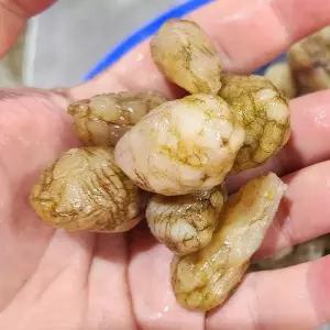 [셀러허브]남해 오만둥이 1kg 120미내외 생물 오만둥이 회 오만디 오만득이 미더덕 오만둥 (S46205191)