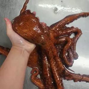 [셀러허브]동해안 피 문어 1kg 1마리 동해 참문어 생문어 자숙문어 활피문어 자숙피문어 제 (S46205195)