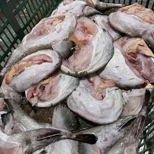 [셀러허브]통영 손질 아귀 1kg 1-2미 생물 냉동 아귀 애 통영 아구 찜 냉동 아구 꼬리 아구 (S46626623)