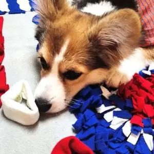 애견방석 놀이 훈련 패드 강아지 반려견 애완견 장난감 훈련