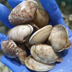 남해안 활 왕바지락 3kg 해감 바지락