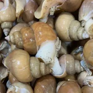 유쎌몰 동해안 자연산 활 백골뱅이 1KG 대 (15-25미) 수산가공식품 캠핑간단음식