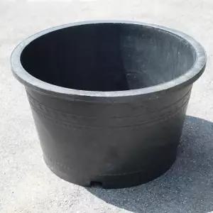 블루수련분대형 3호 활력 - 수생식물기르기 수련분갈이