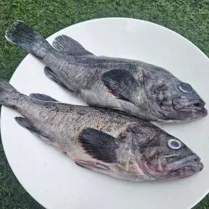 자연산 대짜 생우럭 1kg