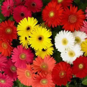 KS [어린모종]거베라-메가레볼루션 셀렉트믹스 : 8cm분연질화분 5개