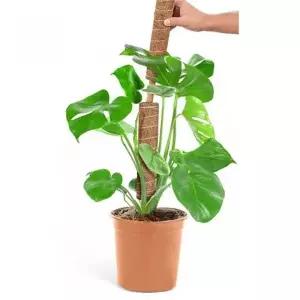 코코봉 식물 화초 원예지지대 목화분 고정