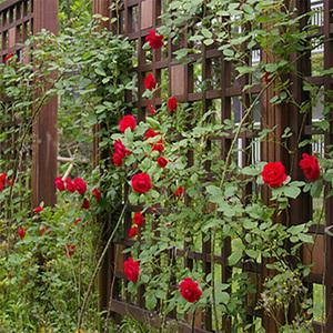 순희농장 덩굴장미묘목 넝쿨장미묘목 덩굴장미1미터이상 울타리조 조경수 정원수