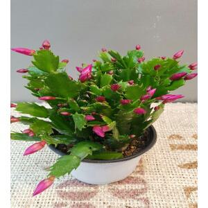 빨간개발선인장( 12센치) 아무지면서 꽃망울 가득해요