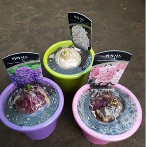 히야신스(새로입고) 흰색 보라 핑크 (향기가 많이나는 아이에요)색상선택해주세