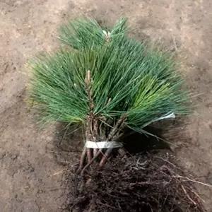 소나무 묘목, 황피금송 접목1년 뿌리묘 5개/최고급품종/특수조경수