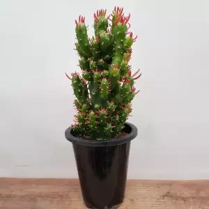 [소나무길] 오동통통  싱그러운 장군 선인장 085 화원 농원