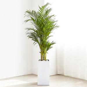 아레카야자 대형 화분 실내 공기정화식물 플랜테리어 화초 반려식물 키우기 승진 축하선물
