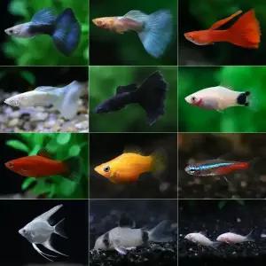 키우기 쉬운 물고기 모음 구피 코리도라스 플래티 엔젤 피쉬 카라신 시클리드 몰리 안시 코리 열대어 먹이