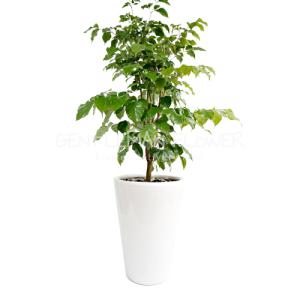 녹보수 흰사기분 (SH0008)[개업화분/축하/사무실이전]