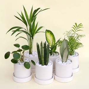 실내공기정화식물 화분세트 히메 몬스테라 테이블아레카홍콩야자 여인초극락조 스투키 식물키우기