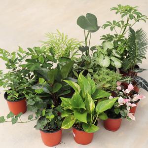 싱그러운 소형 식물 모종 몬스테라 실내공기정화식물 수경재배