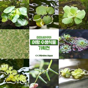 미미네 어항 수생식물 기획전