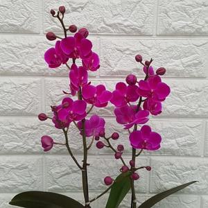 호접란 만천홍 쌍대23