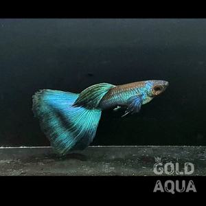 EMB 일렉트릭 모스크블루 구피 열대어 숫2+암3