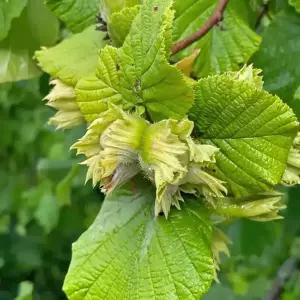 [충북농원] 바르셀로나 헤이즐넛나무 개암나무 묘목 - 포트묘