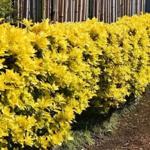 [충북농원] 황금사철 사철나무 묘목 - 포트묘/흙털이묘