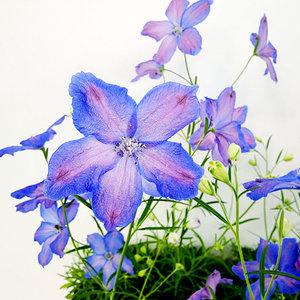 에덴플랜트 델피늄 꽃식물 야생화 화단 마당 하늘하늘한 예쁜꽃 수형은 출하에 따라 차이가 있습니다