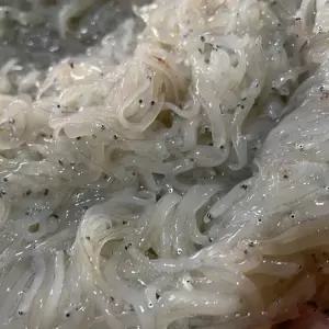 국내산 실치 생물 300g 600g 제철실치 횟감 서해안 당일작업