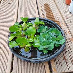 행복한꽃순이//부레옥잠(소)+물배추(소)/수경/수생/여름 묶음