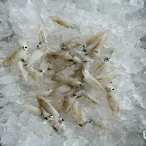 횟감용 생물 호래기 500g 1kg 꼴뚜기 자연산 당일조업 회 무침 볶음 찜 급냉호래기 선택가능