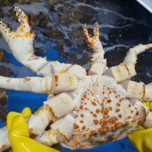 싱싱햇 러시아 자숙 블루 킹크랩 찜 3kg 1마리