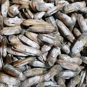 순천만 자연산 맛조개 500g (25미 내외) 산소포장