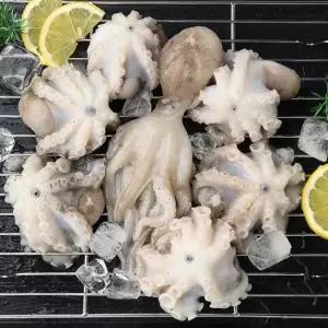 국내산 제철 활 쭈꾸미 알배기 자연산