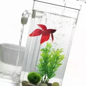 관상어 키우기 금붕어 구피 베타 열대어 해수어 어항 물멍 자동 청소 물고기