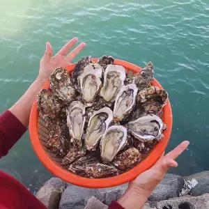 여수 석화굴 10kg