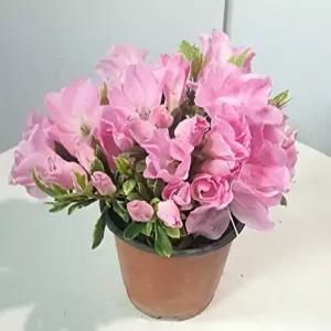 아젤리아 꽃 봄꽃 철쭉 연산홍 향기나는 화분 야생화 종류 식물