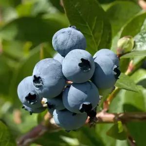 [충북농원] 썬라이즈 블루베리 묘목 - 2~3년생/포트묘