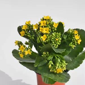 마이플랜트 카랑코에 소형 2개 야생화 꽃모종 화단가꾸기 화초키우기 인테리어 식물