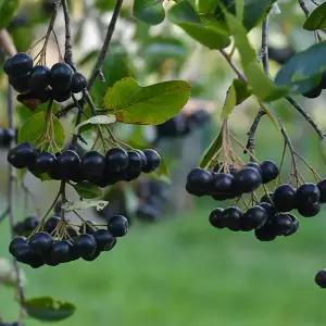 [충북농원] 바이킹 아로니아나무 묘목 - 실생묘