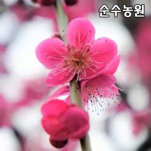 수양홍매화나무 묘목 접목1년 뿌리묘(특) 5개/수양매화/꽃나무/조경수
