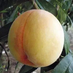 황궁 복숭아 묘목[황도 복숭아, 달달한 복숭아]