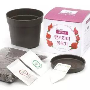 시리즈 아파트 베란다 마당 텃밭 옥상 반려식물 키우기 채소밭 미니정원 화분재배키트 꽃집사