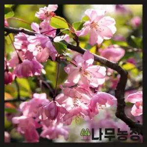 서부해당화 수사해당 해당화 조경수 정원수 묘목