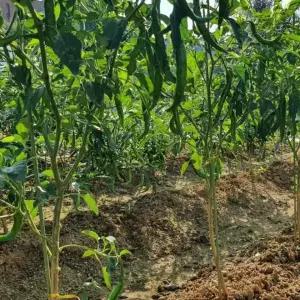 식물지지대 오이지지대 토마토 50cm 10P 화분