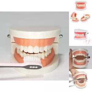 치아관리 양치교육 치아모형/치아/모형/가짜/이빨/교육용/치과/놀이/양치/덴탈/학습/구강/교육/견고한/어린