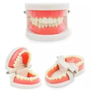 치아모형 교육용 해부 치과 실습용/가짜/이빨/놀이/양치/덴탈/학습/구강교육/견고한/어린이/유치원/가짜
