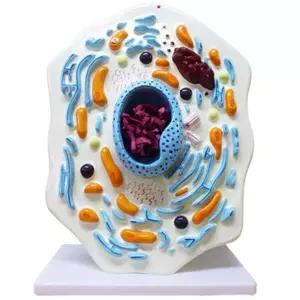 동물세포 수업용 2000배확대 관찰모형 과학실습 마이크로미터 만들기세트 엄마표