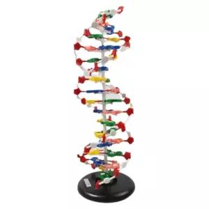자연과학 분자생물학 이중나선구조 DNA 모형 대 수업용 연구소 실험실 초등교과연계